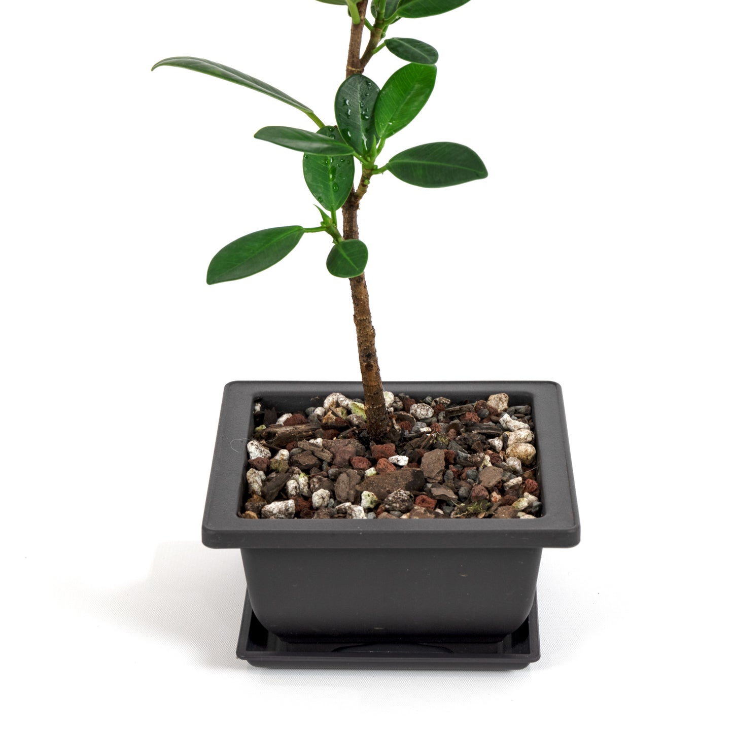 Green Island Ficus