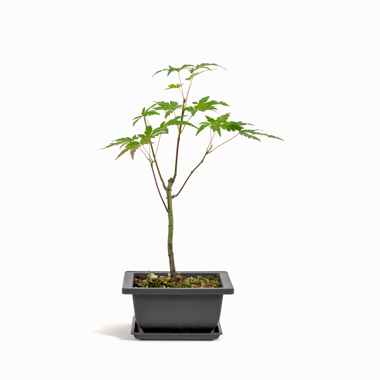 Japanese Maple