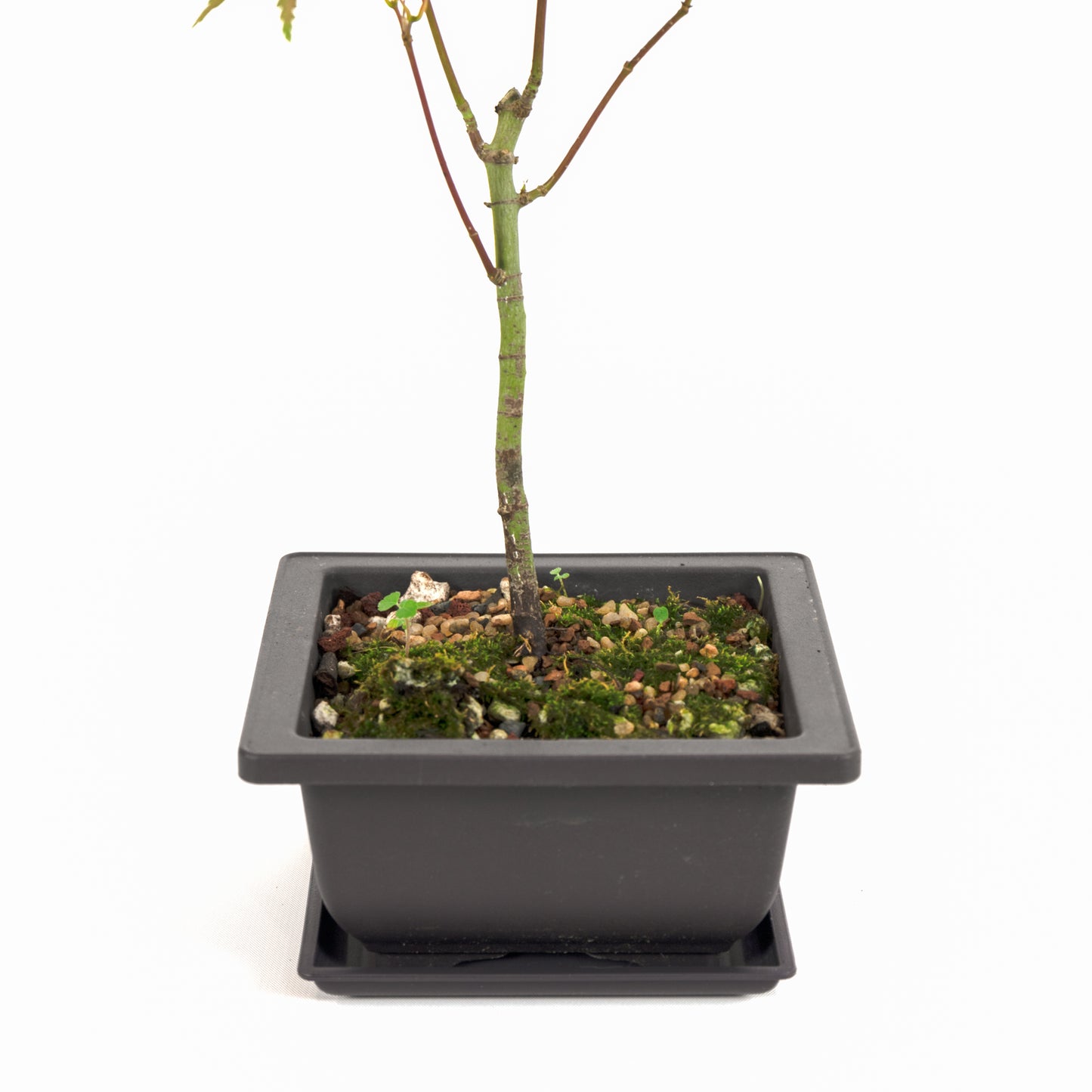 Japanese Maple