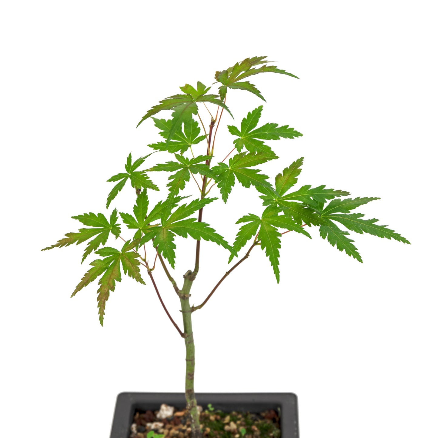 Japanese Maple
