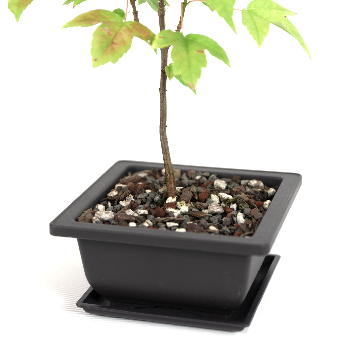 Trident Maple