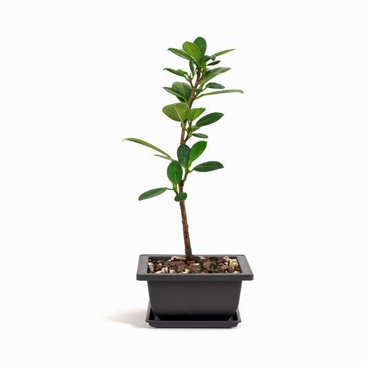 Green Island Ficus