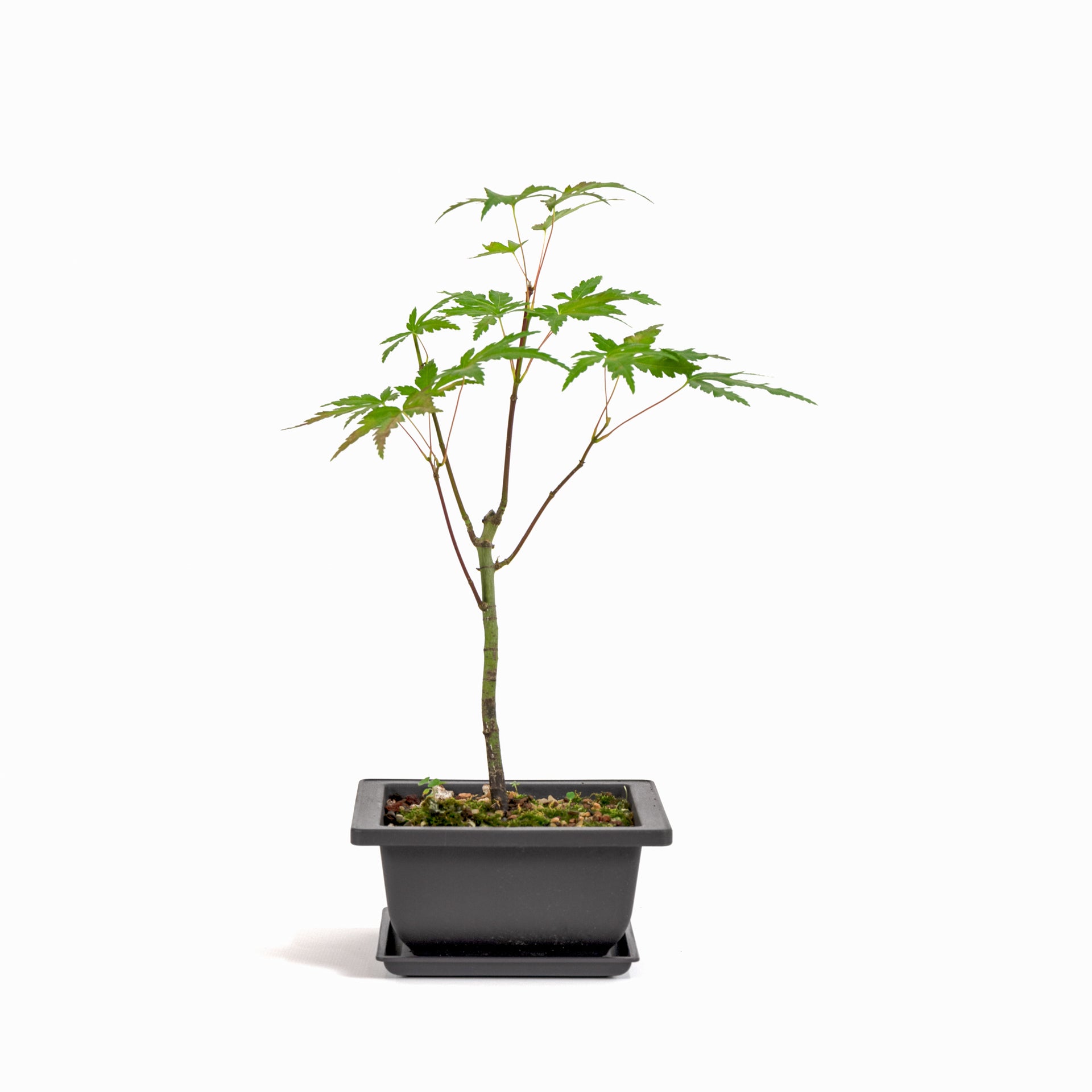 Japanese Maple  Fig World