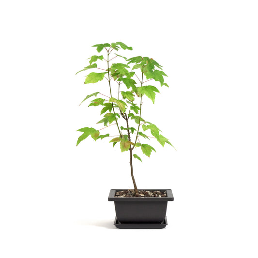 Trident Maple